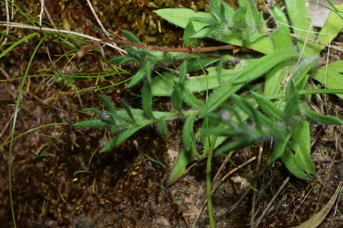 Leptorhynchos squamatus, photograph 2