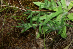 Leptorhynchos squamatus, photograph (c) Greg Tasney, some rights reserved (CC BY-SA)