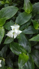 Tradescantia fluminensis
