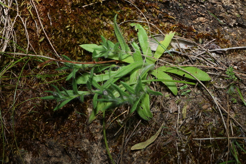 Leptorhynchos squamatus, photograph 3