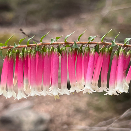 Epacris longiflora