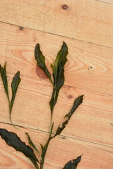 Potamogeton lucens, photograph author not stated, no rights reserved