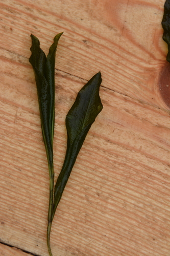 Potamogeton lucens, photograph 2