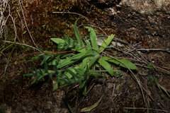 Leptorhynchos squamatus, photograph (c) Greg Tasney, some rights reserved (CC BY-SA)