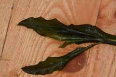Potamogeton lucens