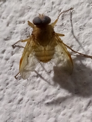 Ormia punctata