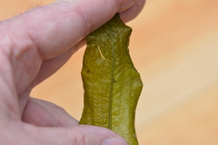 Potamogeton lucens, photograph author not stated, no rights reserved