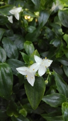 Tradescantia fluminensis