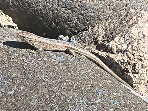 Sand Lizard