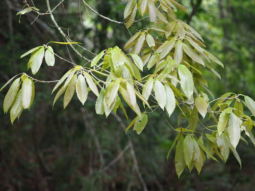 Quercus stenophylloides, photograph 2