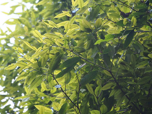 Quercus stenophylloides