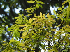 Quercus stenophylloides, photograph author not stated, no rights reserved