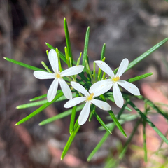 (c) James K. Douch, some rights reserved (CC BY-SA) Ricinocarpos pinifolius, photograph (c) James K. Douch, some rights reserved (CC BY-SA)