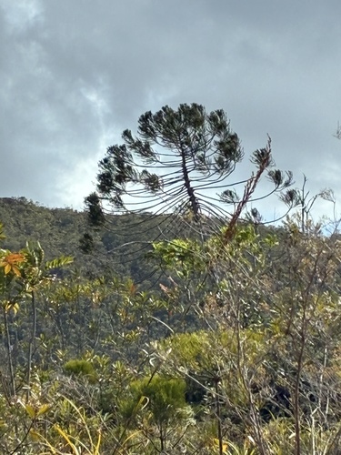 Dacrydium araucarioides observed 2026-09-26