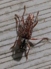 Elaphidion splendidum