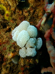 Distaplia occidentalis