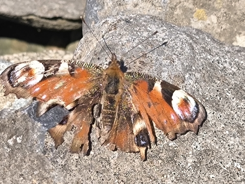 European Peacock Butterfly