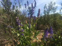 Ceanothus cyaneus