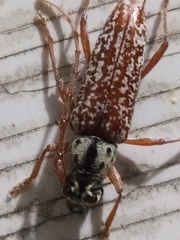 Elaphidion splendidum