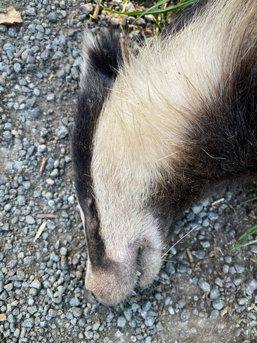 European Badger
