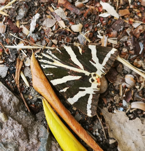 Jersey Tiger