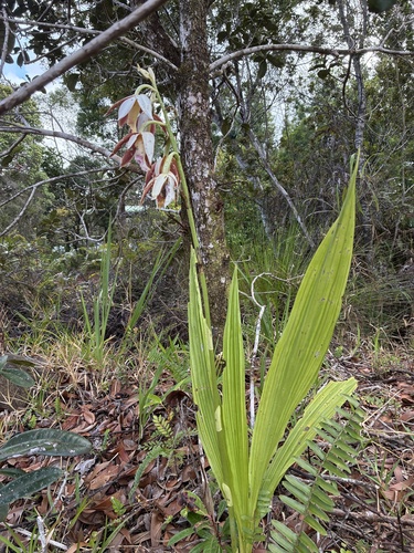 Calanthe tankervilleae observed 2026-09-26