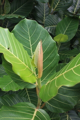 Ficus trichopoda