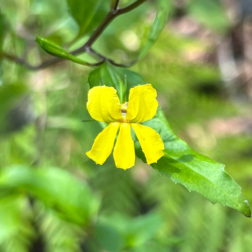 Goodenia ovata