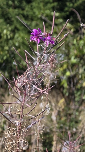 fireweed