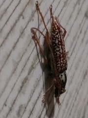 Elaphidion splendidum