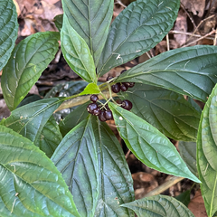 Abrophyllum ornans