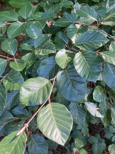 European beech