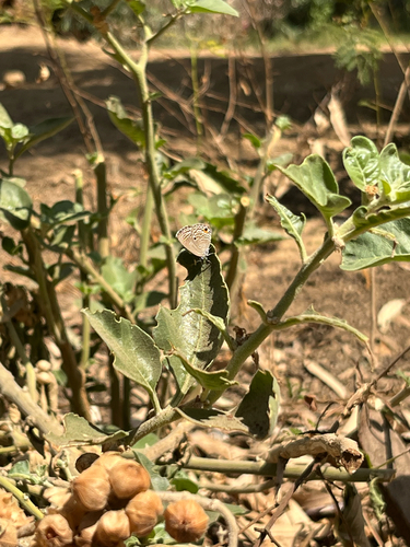 Plains Cupid