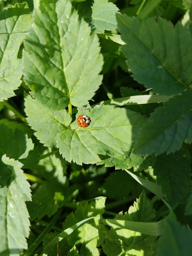 Asian Lady Beetle