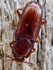 Cerylon ferrugineum