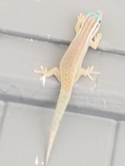 Phelsuma ornata