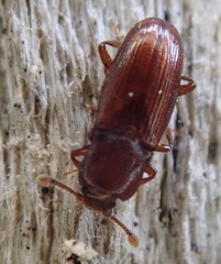 Cerylon ferrugineum