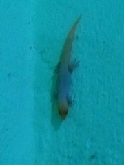 Sphaerodactylus difficilis anthracomus
