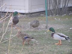 Anas platyrhynchos