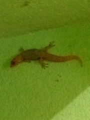 Sphaerodactylus difficilis anthracomus