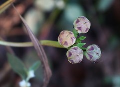 Ipomoea sagittifolia