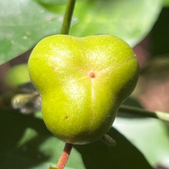 Synoum glandulosum