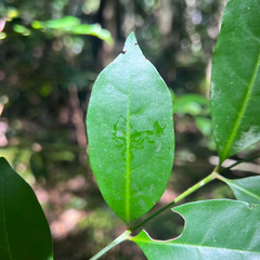 Synoum glandulosum, photograph (c) James K. Douch, some rights reserved (CC BY-SA)