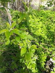 Rubus idaeus