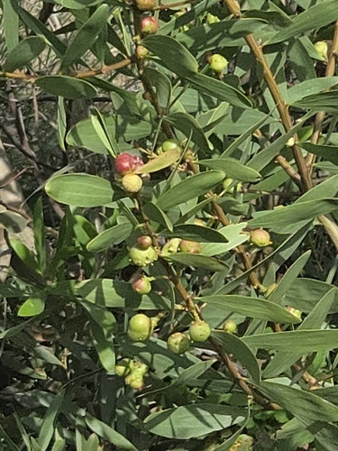 Longleaf Wattle Gall Wasp