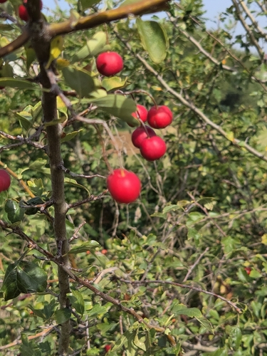 common hawthorn