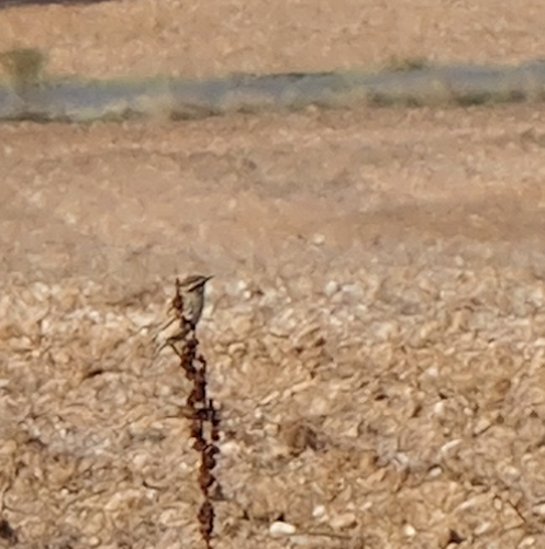 Whinchat