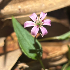 Schelhammera undulata