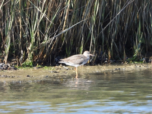 Common Redshank