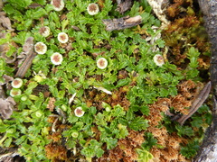 Plagiocheilus frigidus